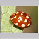 Calvia quatuordecimguttata - Vierzehntropfiger Marienkaefer 04.jpg